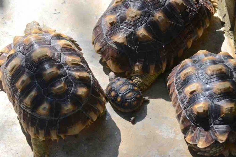 Hoe Groot Kan Die Schildpad Worden? Tortoise maten en gewichten Hippocrates Guild Hoe Groot Kan Die Schildpad Worden? Tortoise maten en gewichten Hippocrates Guild