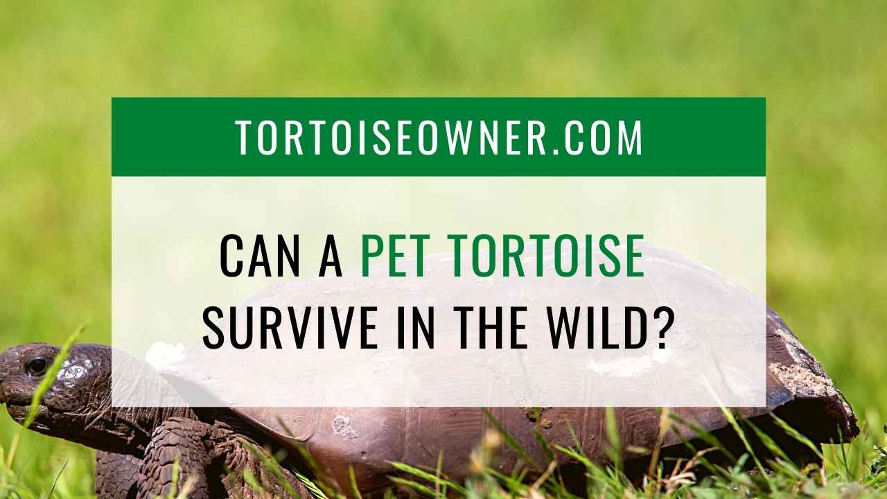 Can A Pet Tortoise Survive In The Wild Tortoise Owner