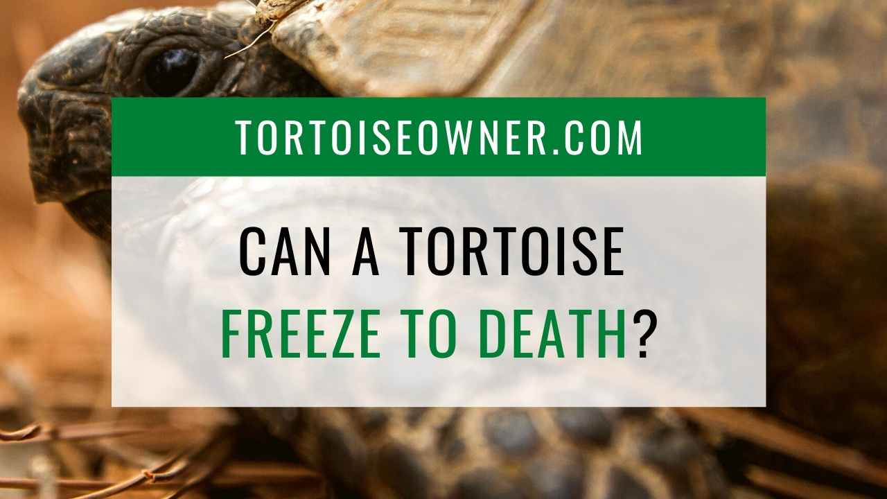 Can A Tortoise Freeze To Death? What Is Too Much? | Tortoise Owner