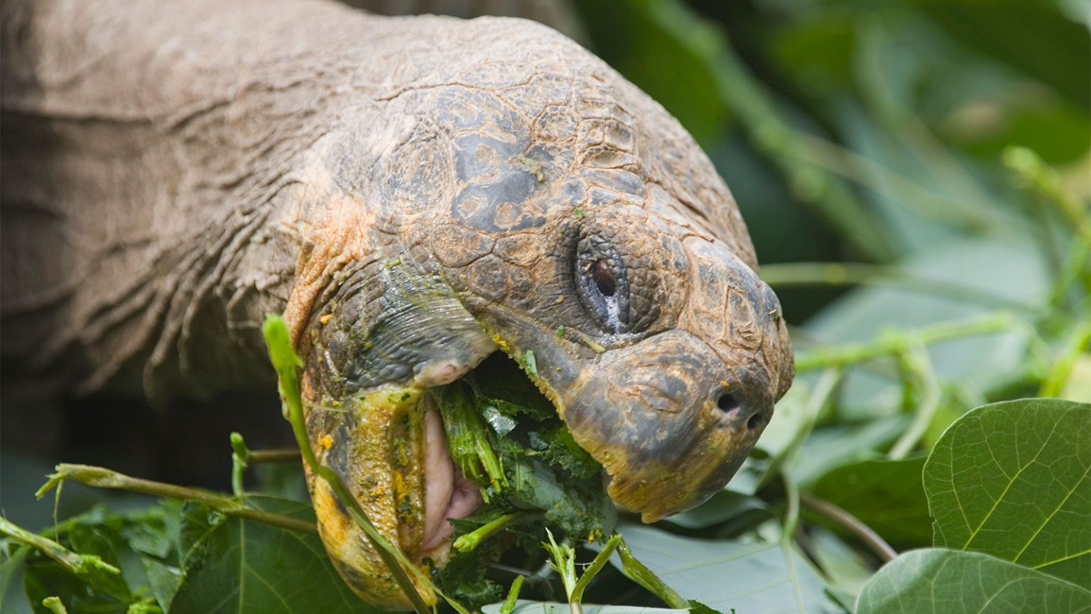 What Do Russian Tortoises Eat A Comprehensive Diet Guide Tortoise Owner